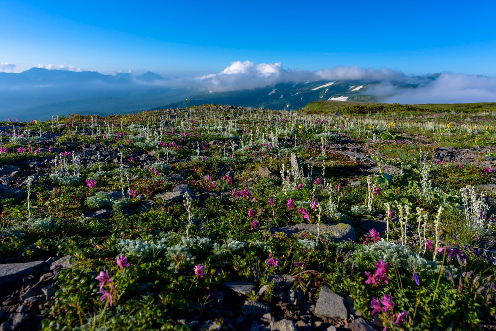 「高山植物が咲き誇る高根ヶ原の稜線」の写真