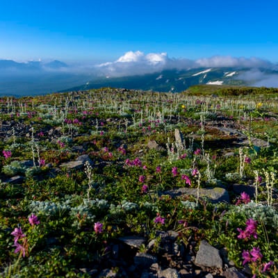 高山植物が咲き誇る高根ヶ原の稜線の写真