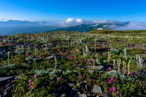 高山植物が咲き誇る高根ヶ原の稜線の写真
