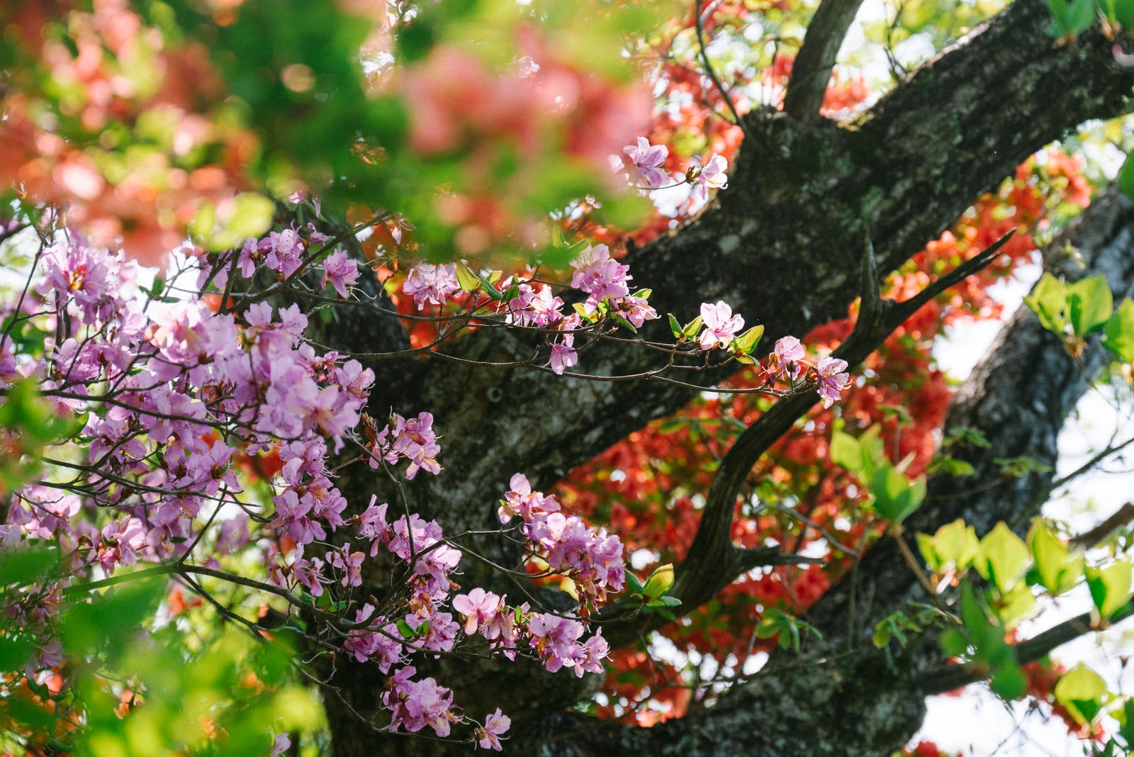 「ツツジが峰通りに咲く満開のつつじ」の写真
