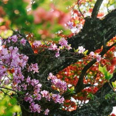 ツツジが峰通りに咲く満開のつつじの写真