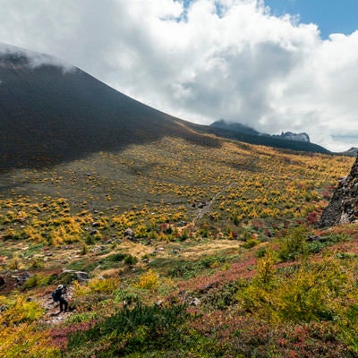 黄色い紅葉が広がる浅間山の写真