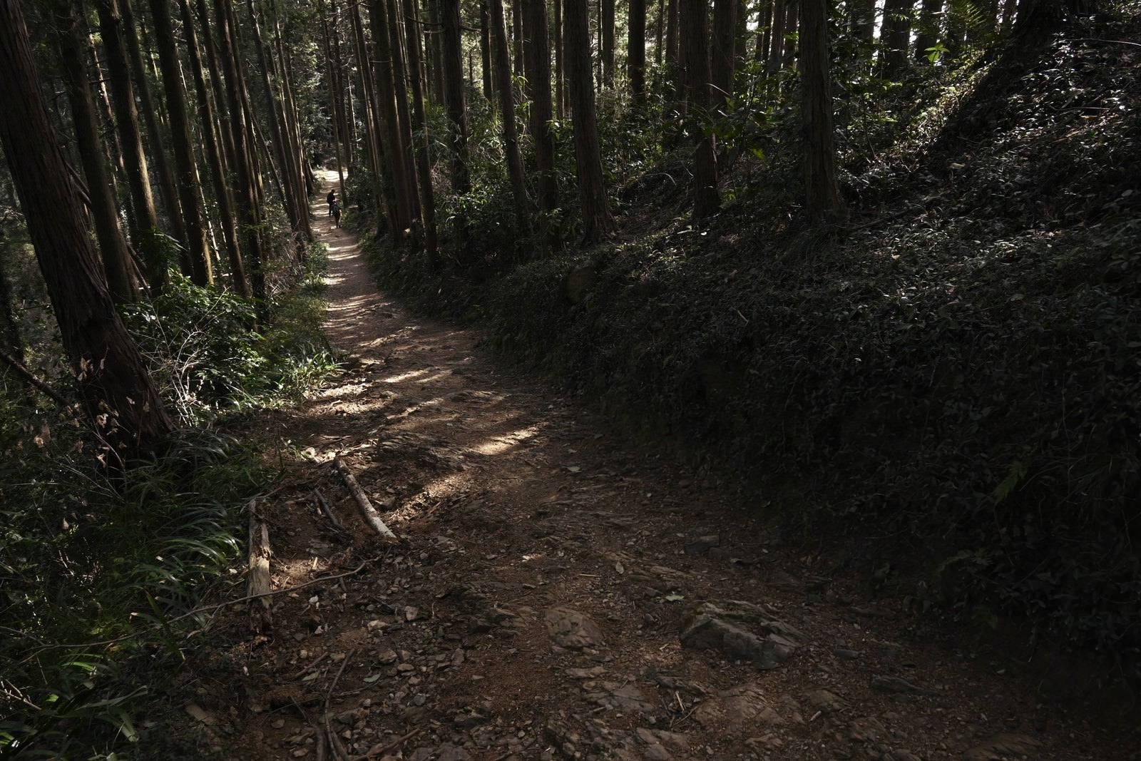 「まっすぐに伸びた杉林を行くハイカー」の写真