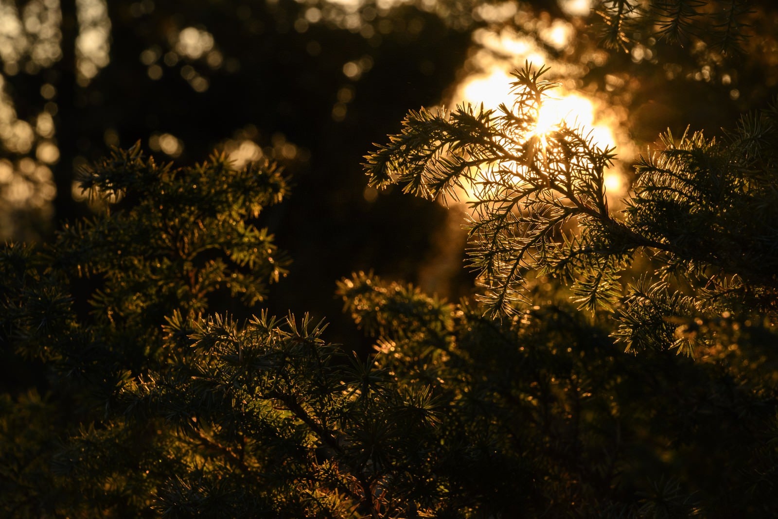 「差し込む朝日に輝く杉」の写真