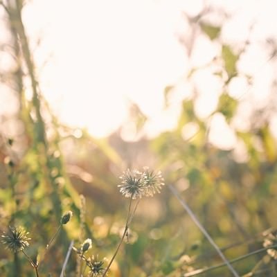 春の光を背負うコセンダングサの写真