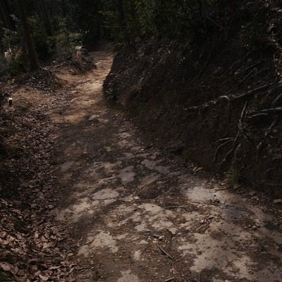 暗い雰囲気の登山道の写真
