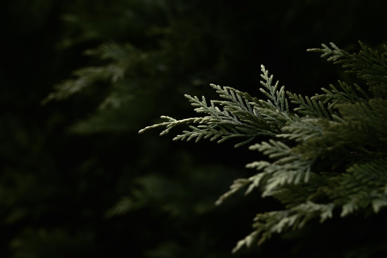 「暗がりに浮かび上がる杉の幼木」の写真