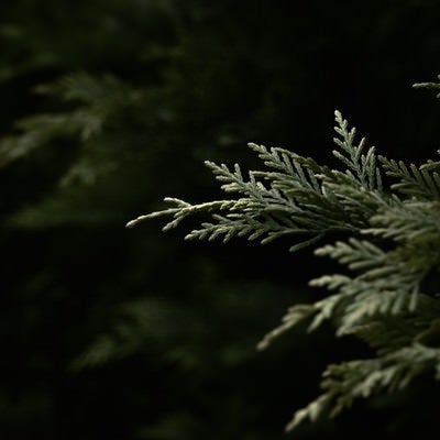 暗がりに浮かび上がる杉の幼木の写真