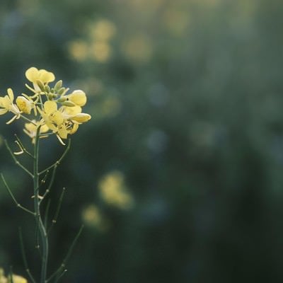 暗がりに浮かぶ菜の花の写真