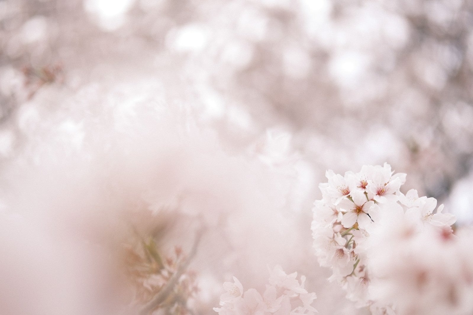 「柔らかな光の下で咲く桜」の写真