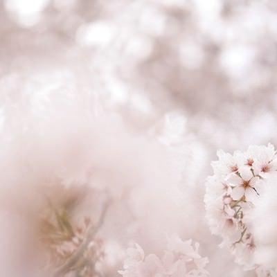 柔らかな光の下で咲く桜の写真
