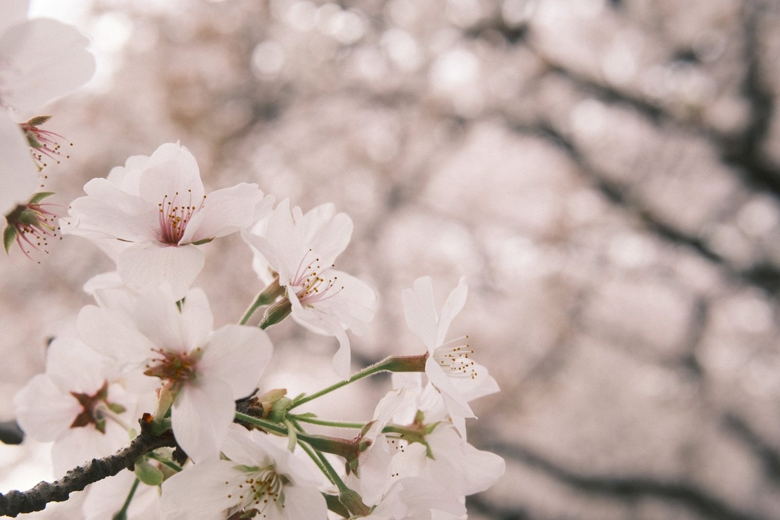 「柔らかな印象の桜」の写真