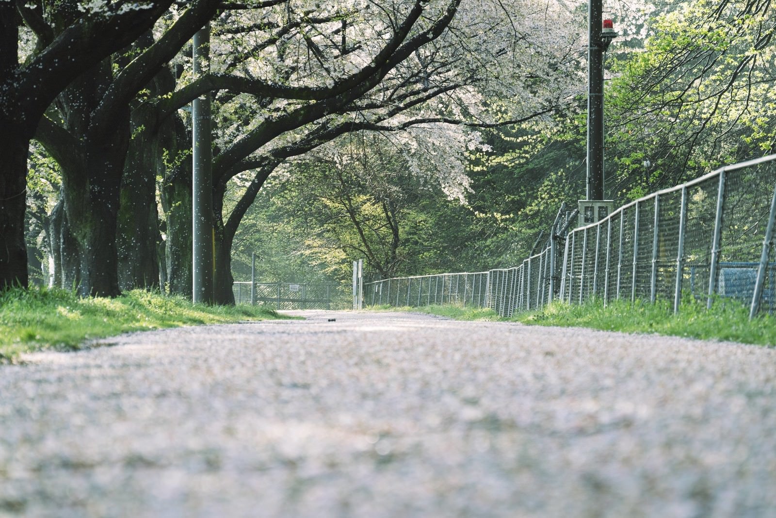 「桜で埋め尽くされた並木の道」の写真