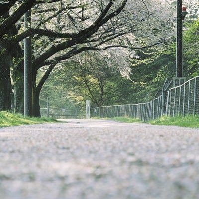 桜で埋め尽くされた並木の道の写真