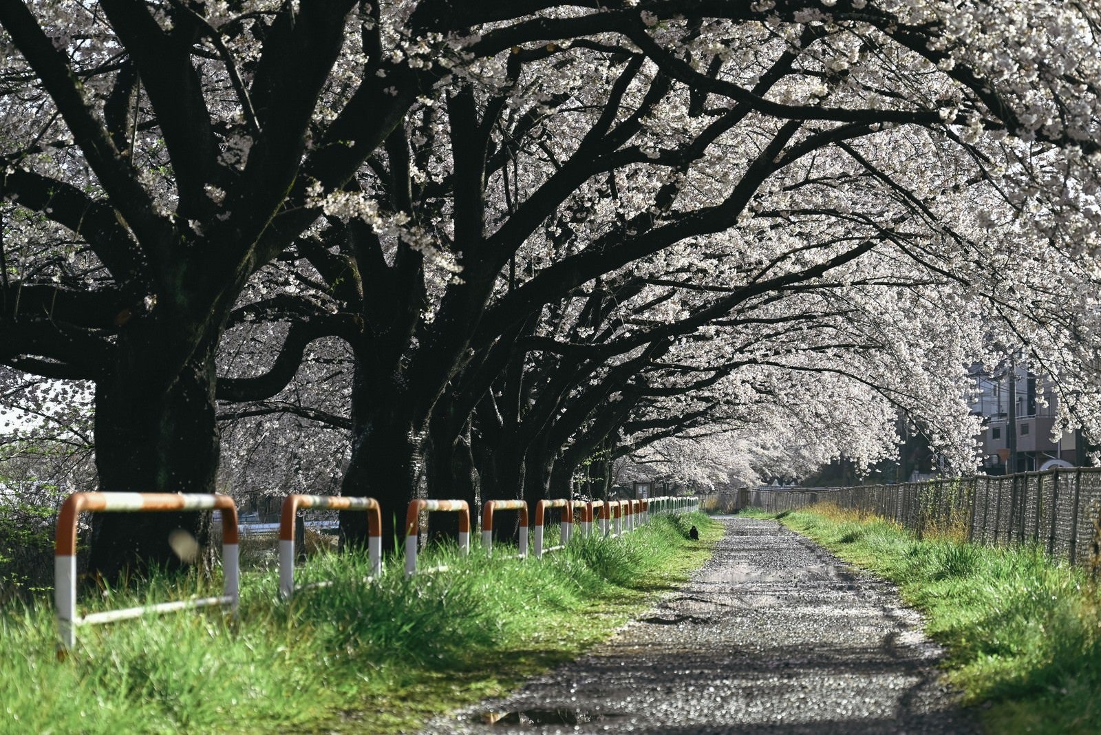 「桜並木の散歩道」の写真
