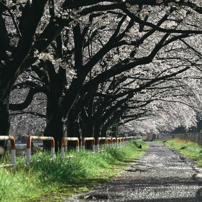 桜並木の散歩道の写真