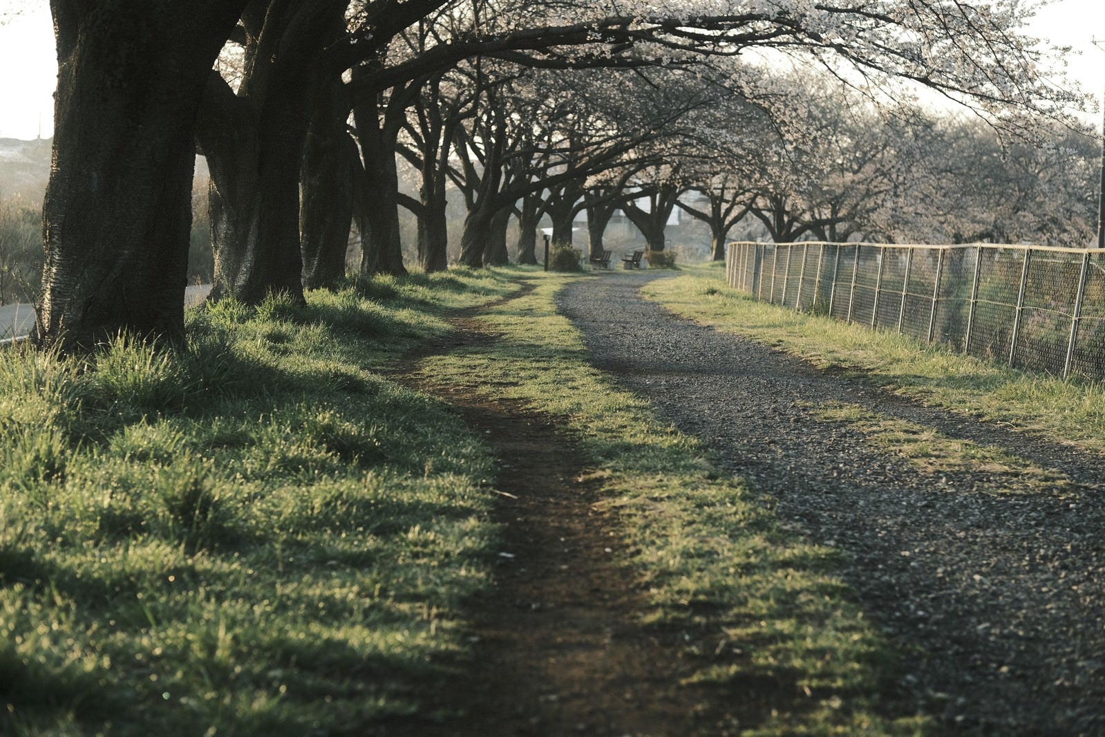 「桜並木の道」の写真
