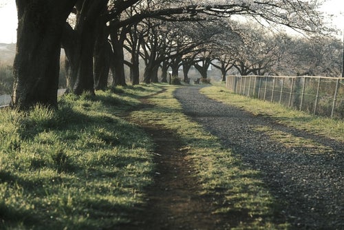 桜並木の道の写真