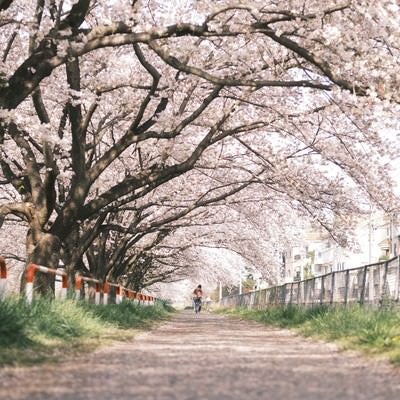 桜並木を歩く人の写真