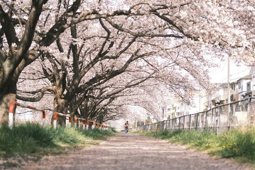 桜並木を歩く人の写真