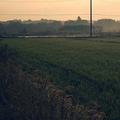 稲田に立つ電柱の写真