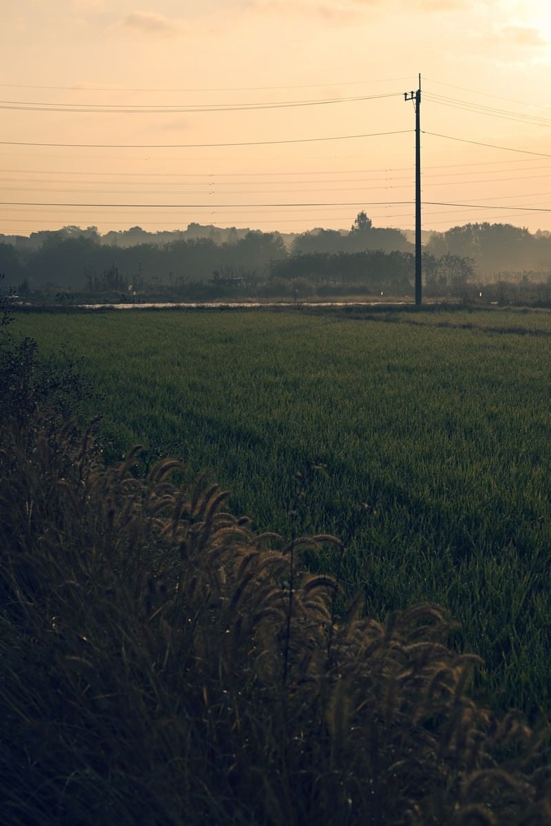 稲田に立つ電柱の写真