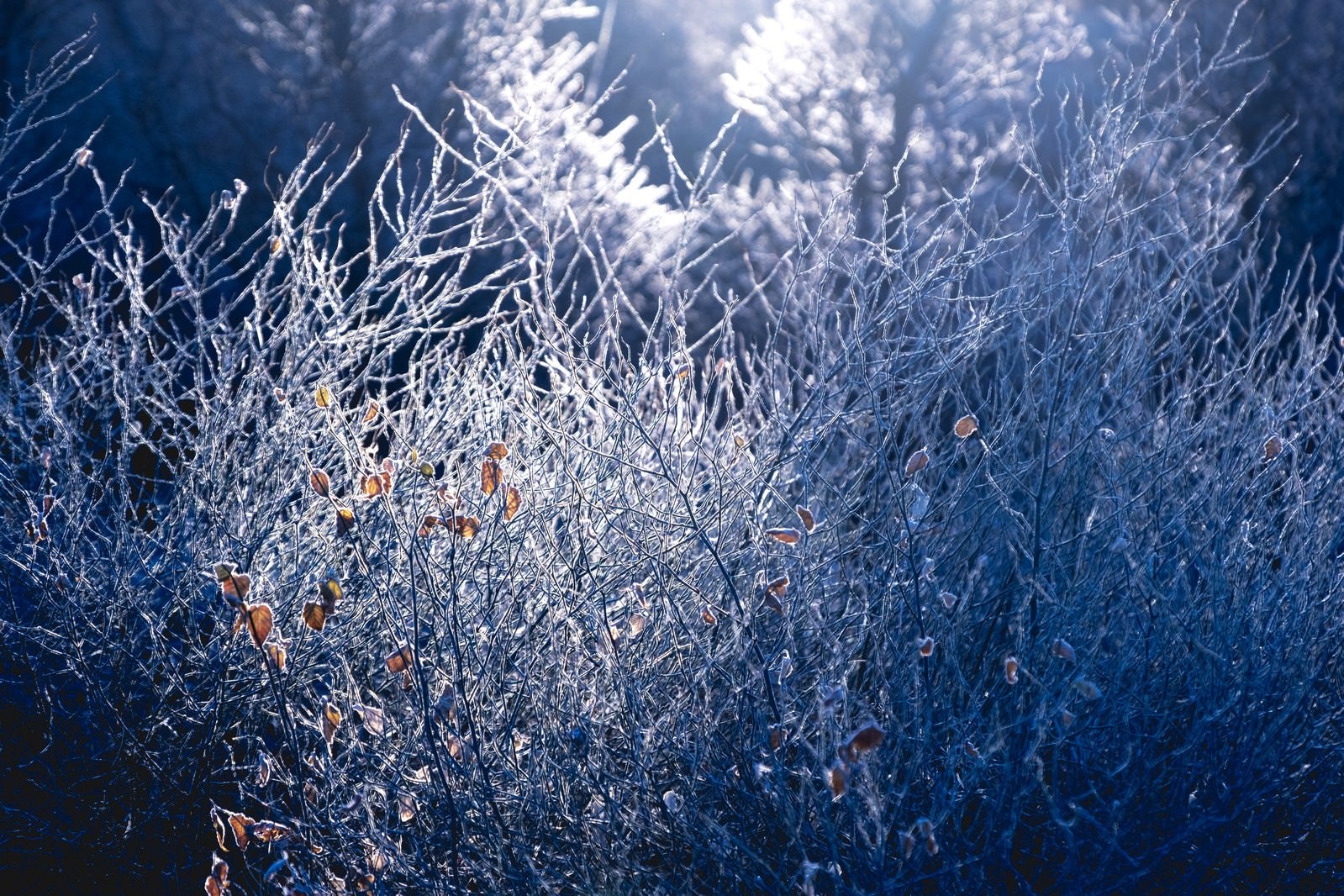 「輝く農地の霧氷」の写真