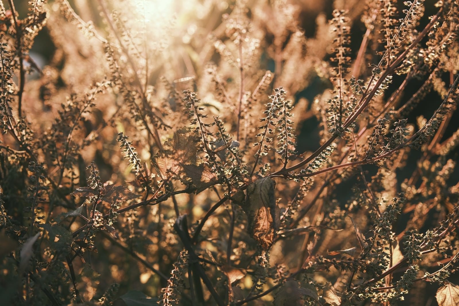 「夕日に染まる枯れ草」の写真