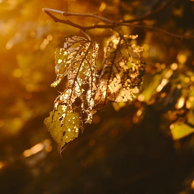 夕日に染まる虫食いの葉の写真