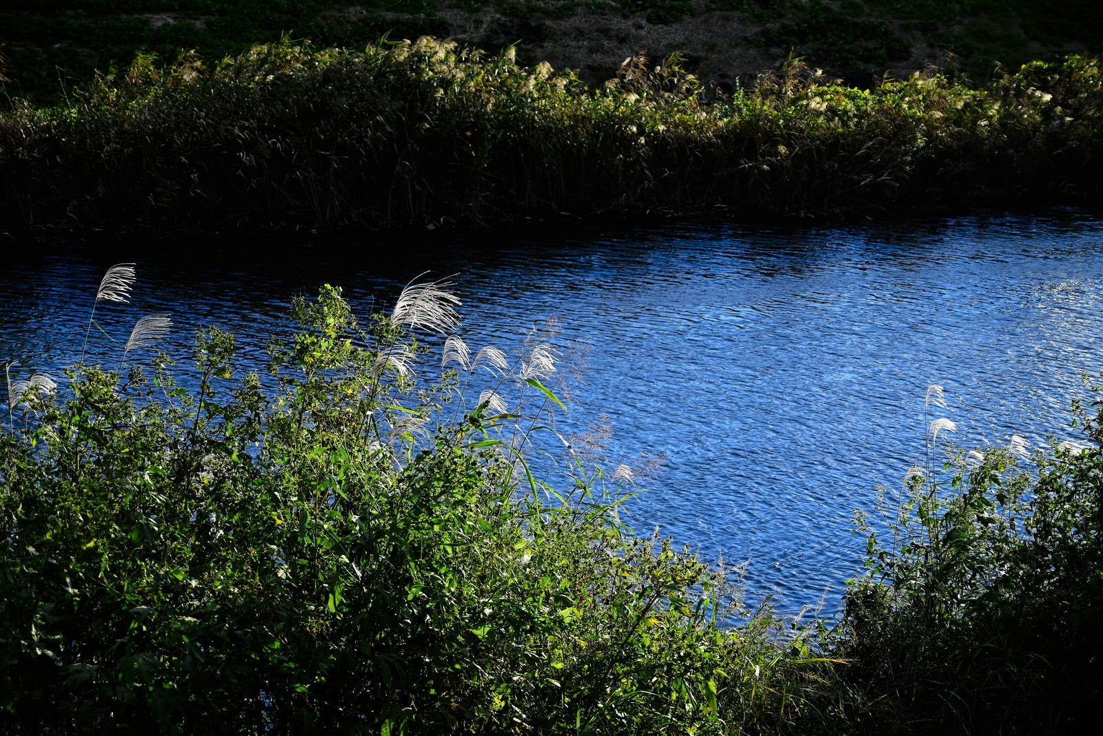 川辺に生えたススキの穂が風に揺れ、背景に青い水面が広がる秋の風景