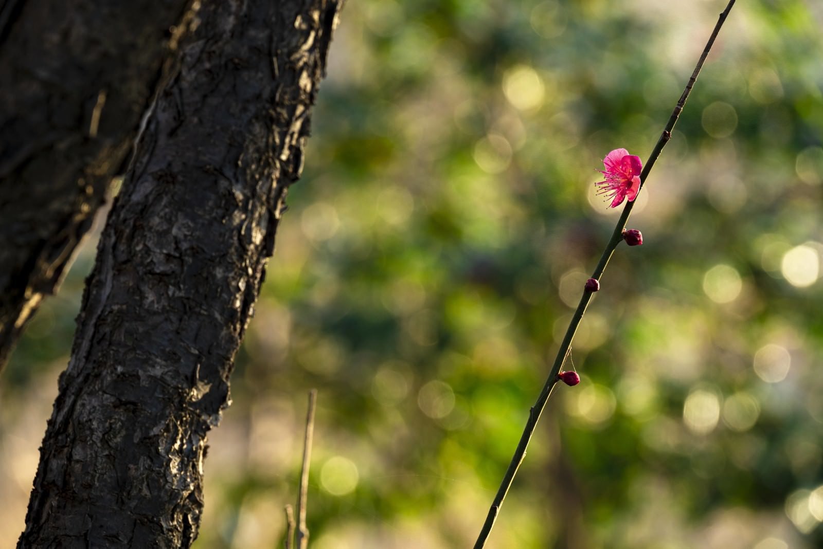 「早咲きの紅梅」の写真