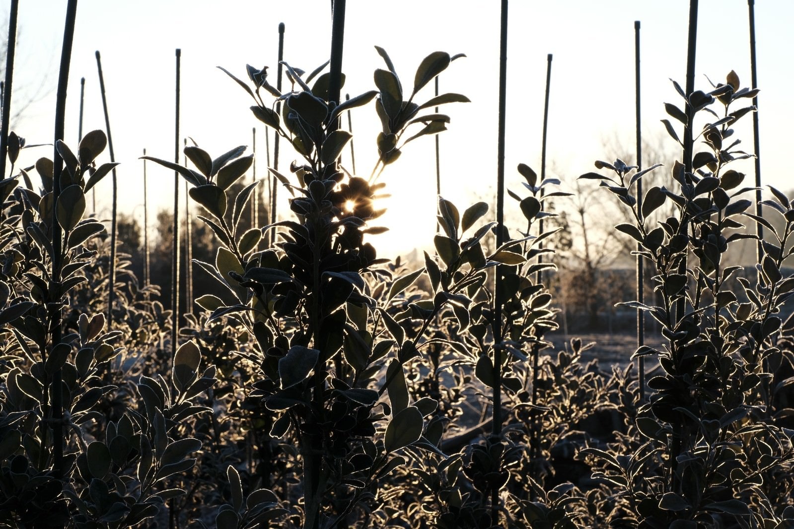 冬の早朝に霜が降りた植林の苗木の間から朝日が差し込む逆光の風景