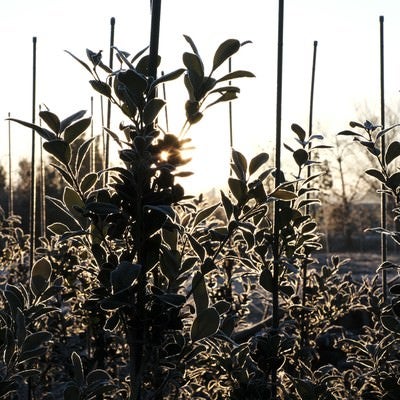 霜が降りた植林の苗木と冬の朝日の写真