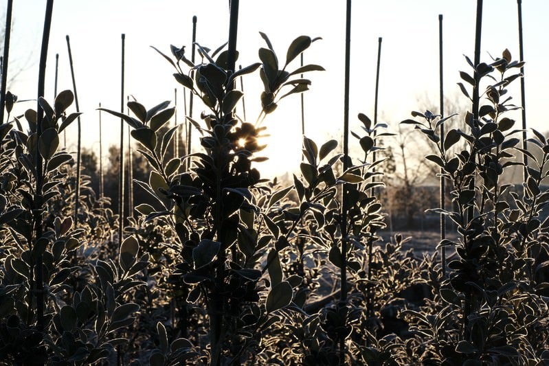霜が降りた植林の苗木と冬の朝日
