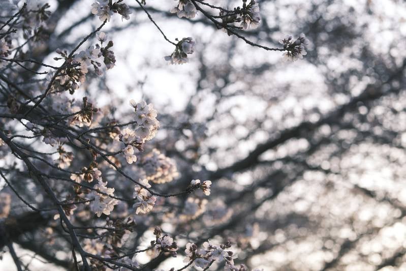 朝の薄い光に浮かぶ桜の蕾と花が咲く枝の春景色