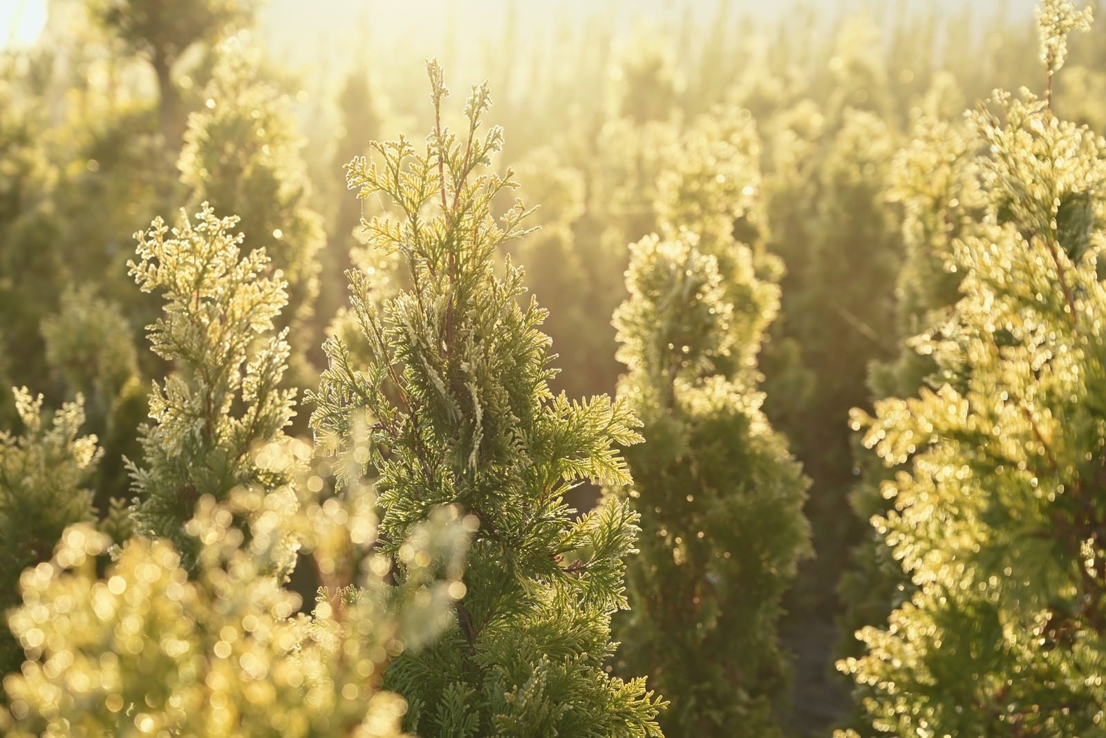 「朝焼けに光る植林」の写真