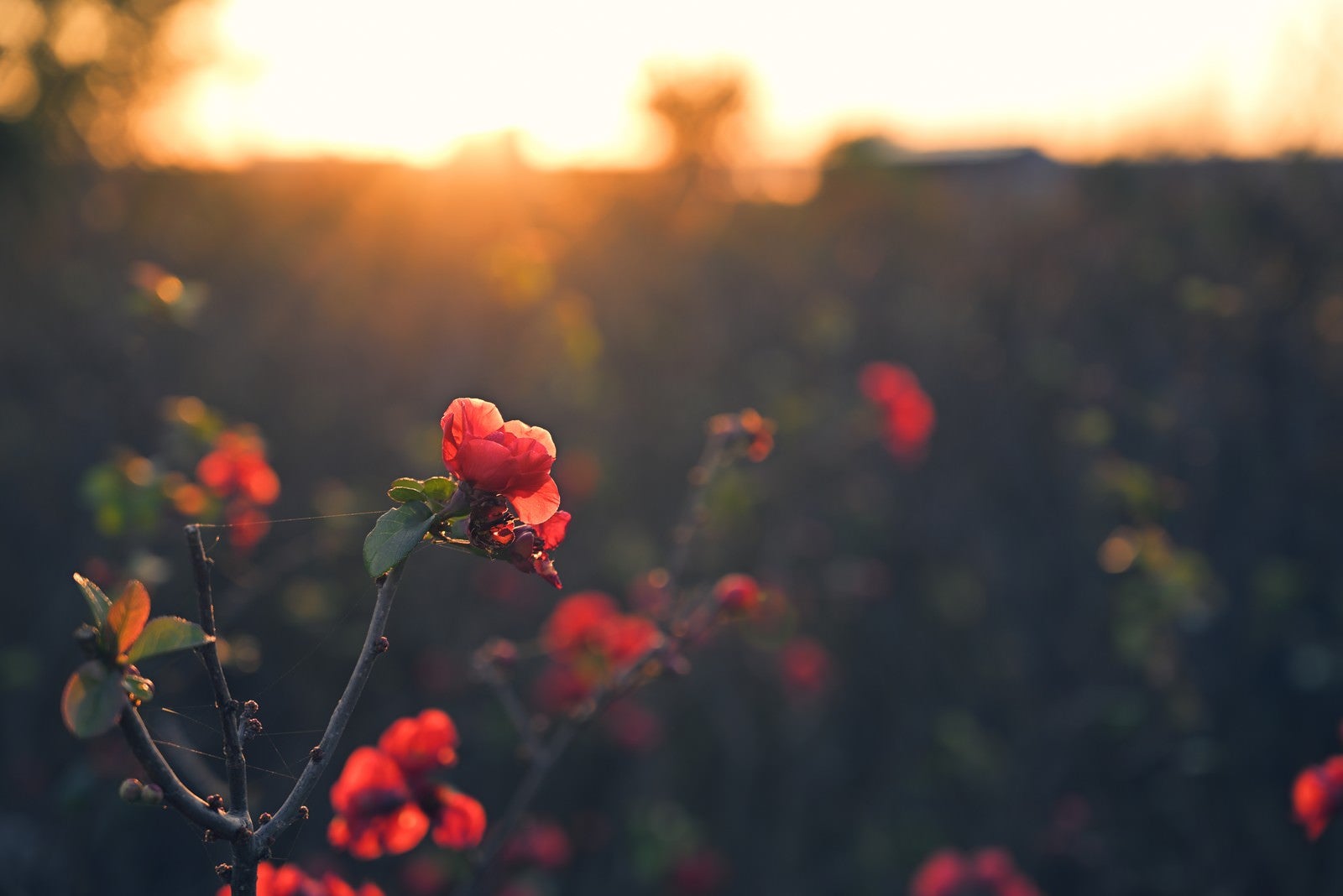 「朝焼けに輝く赤いボケの花」の写真