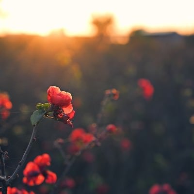 朝焼けに輝く赤いボケの花の写真