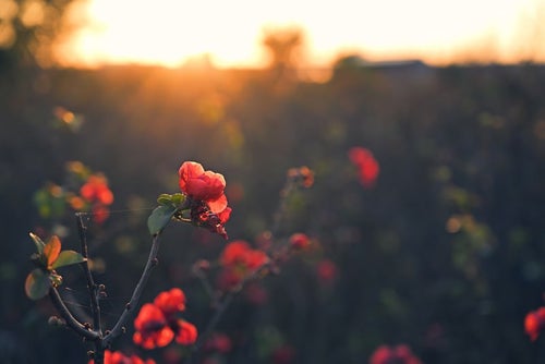 朝焼けに輝く赤いボケの花の写真