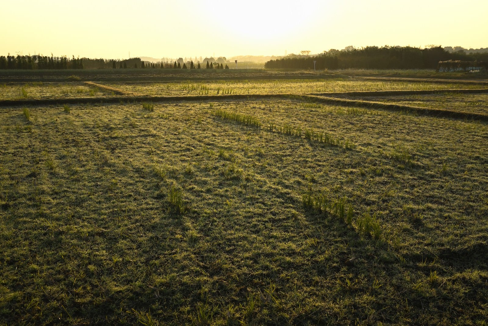 「朝焼けに輝く農耕地帯」の写真