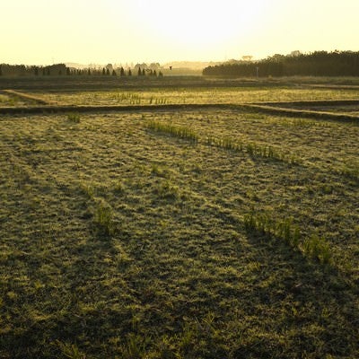 朝焼けに輝く農耕地帯の写真