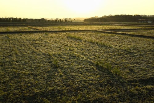 朝焼けに輝く農耕地帯の写真