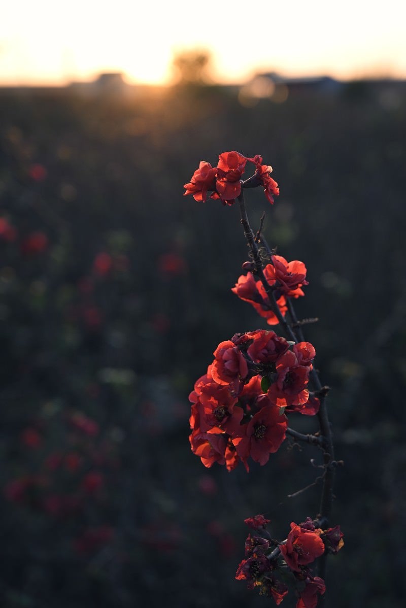 「朝焼けを待つボケの花」の写真