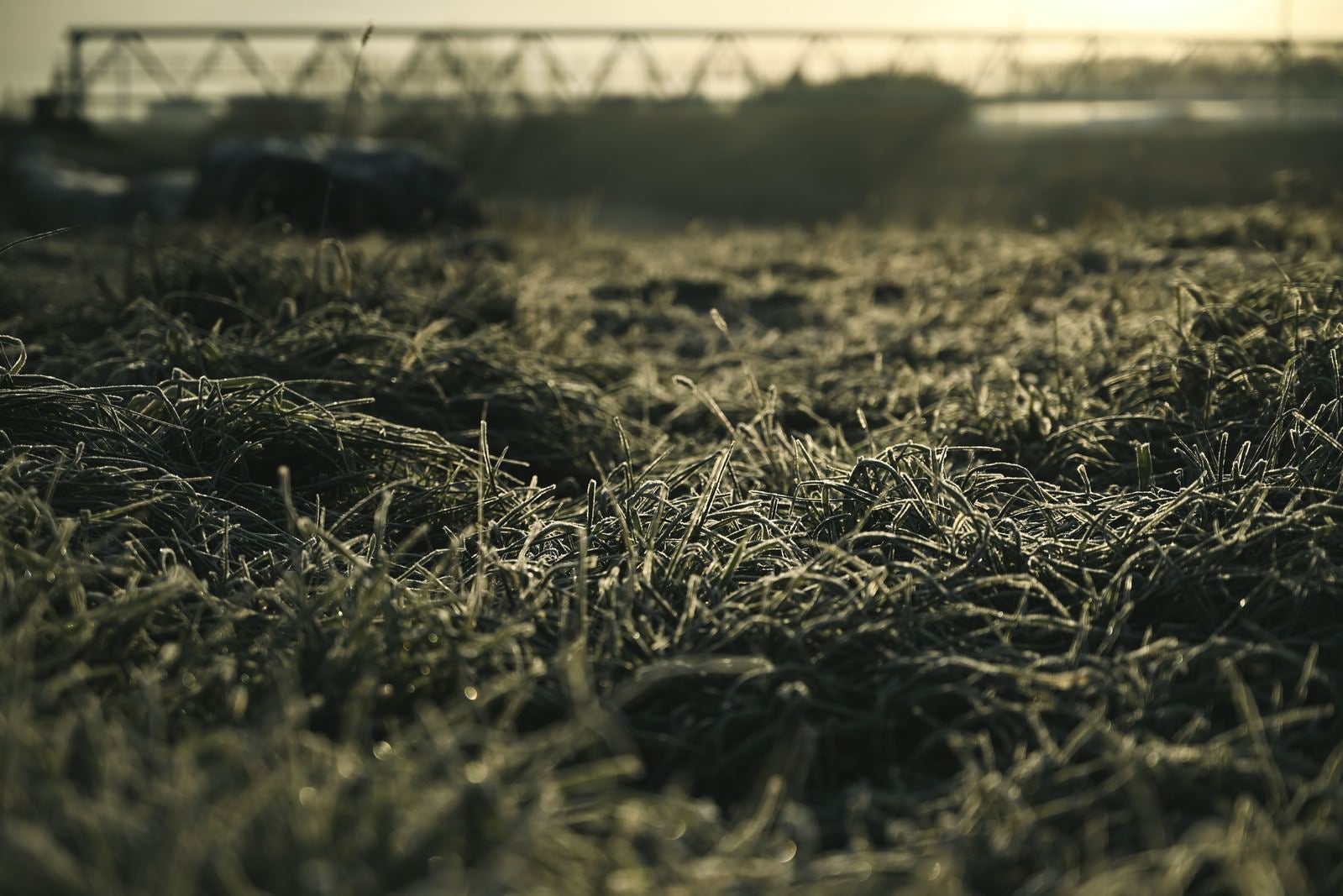 「朝霜に凍る河川敷の雑草」の写真