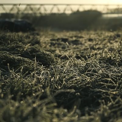 朝霜に凍る河川敷の雑草の写真