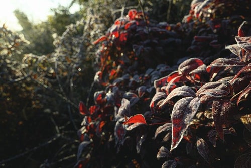 朝霜を纏う低木の写真
