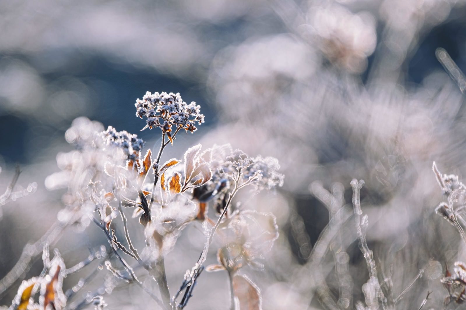 「朝霜を纏う木の芽」の写真