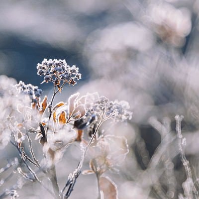 朝霜を纏う木の芽の写真