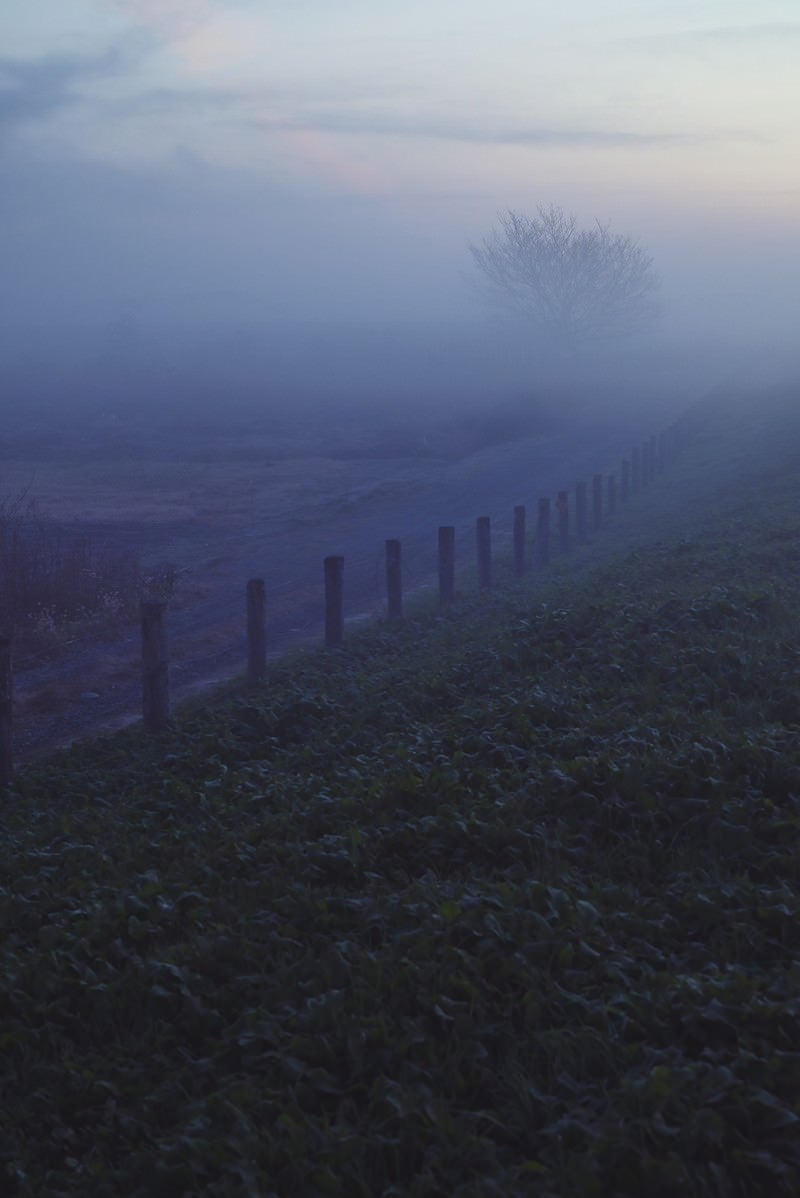 「朝霧の中に浮かび上がる道と木」の写真