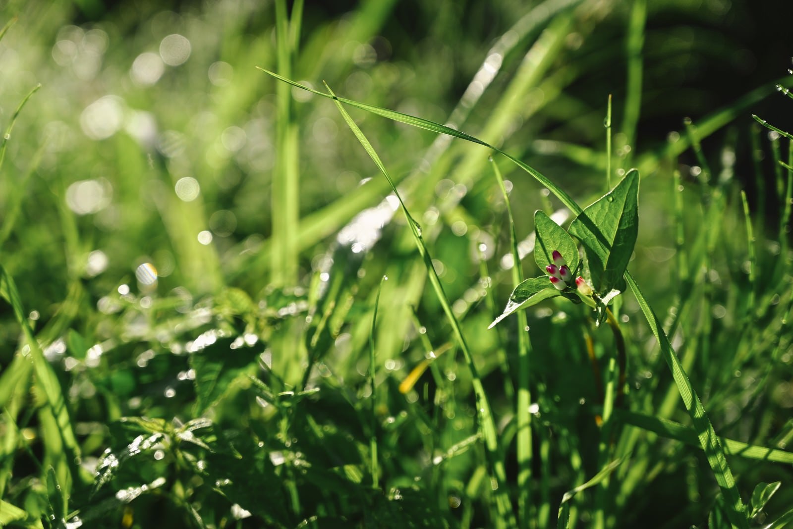 「朝露に濡れる新緑の花」の写真